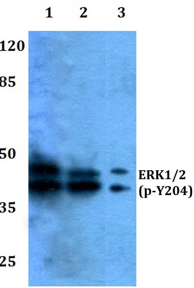 Phospho-ERK1/ERK2 (Tyr204) Antibody in Western Blot (WB)