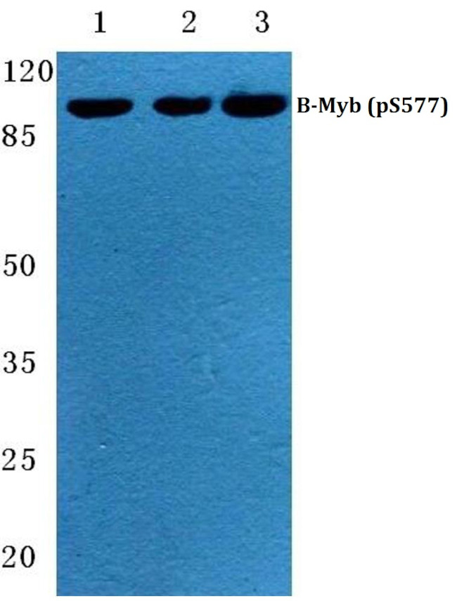 Phospho-B-Myb (Ser577) Antibody in Western Blot (WB)