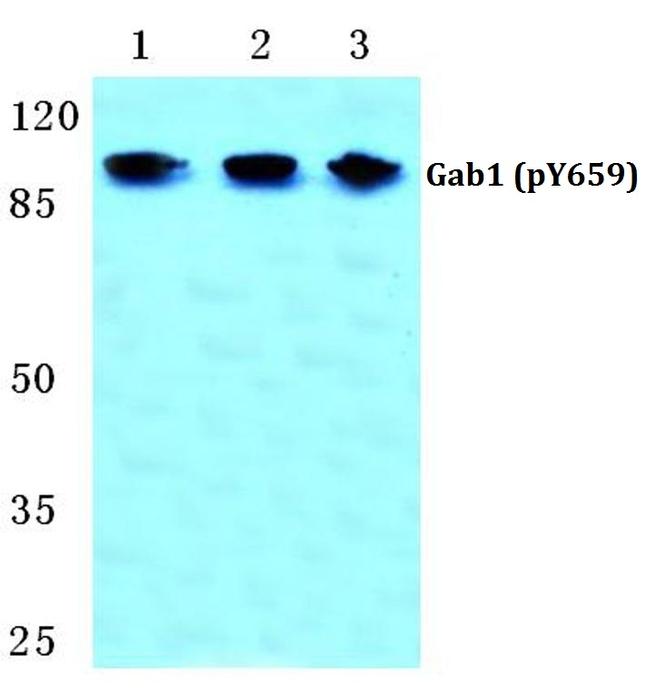 Phospho-GAB1 (Tyr659) Antibody in Western Blot (WB)