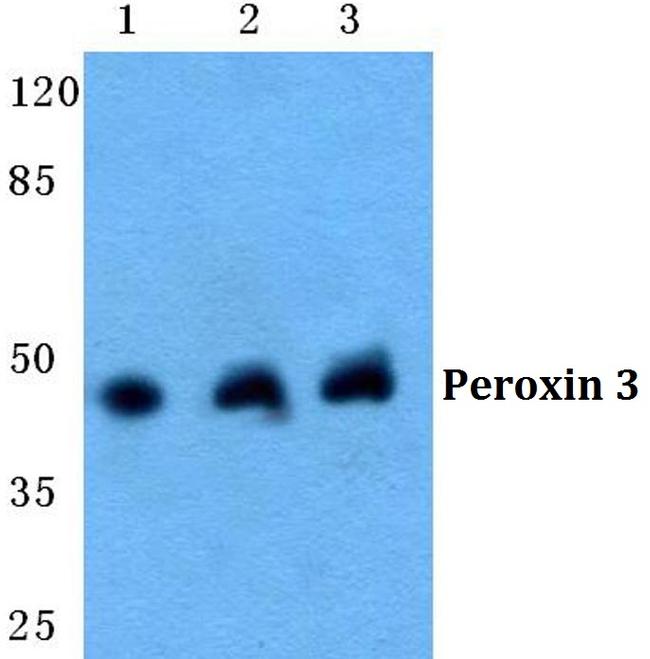 PEX3 Antibody in Western Blot (WB)