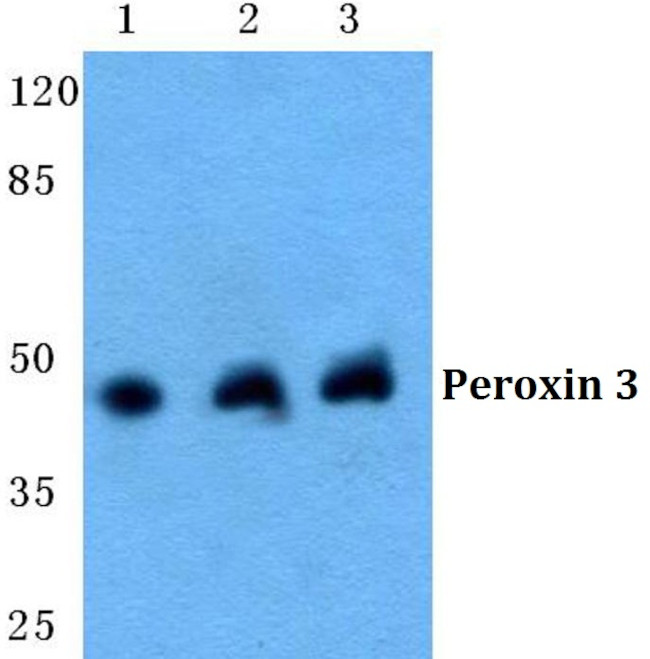 PEX3 Antibody in Western Blot (WB)