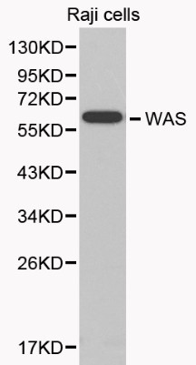 WASP Antibody in Western Blot (WB)