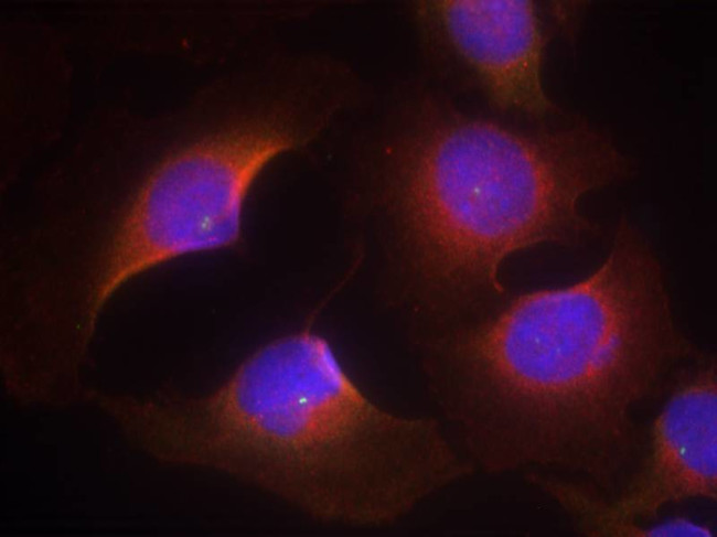 Phospho-CDK6 (Tyr13) Antibody in Immunocytochemistry (ICC/IF)