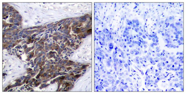 Phospho-Connexin 43 (Ser368) Antibody in Immunohistochemistry (Paraffin) (IHC (P))