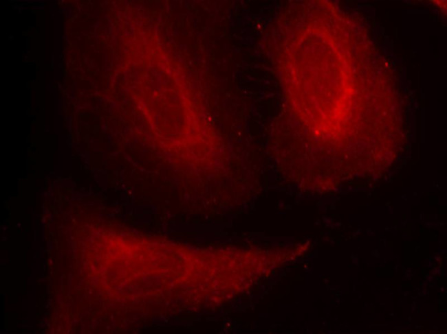 Phospho-PDPK1 (Ser241) Antibody in Immunocytochemistry (ICC/IF)