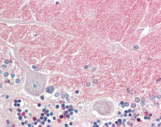 Contactin 1 Antibody in Immunohistochemistry (Paraffin) (IHC (P))