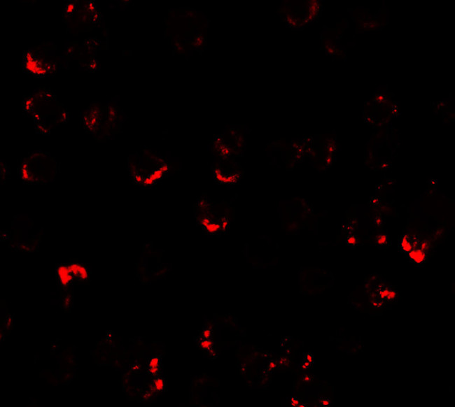 ATMIN Antibody in Immunocytochemistry (ICC/IF)