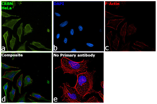 CRBN Antibody in Immunocytochemistry (ICC/IF)