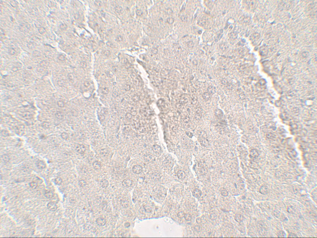 betatrophin Antibody in Immunohistochemistry (Paraffin) (IHC (P))