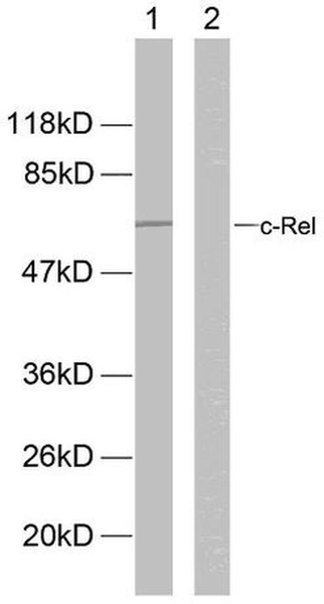 Phospho-c-Rel (Ser503) Antibody in Western Blot (WB)