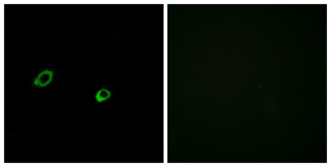 OR10AG1 Antibody in Immunocytochemistry (ICC/IF)