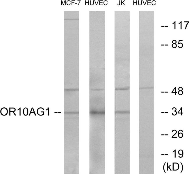 OR10AG1 Antibody in Western Blot (WB)