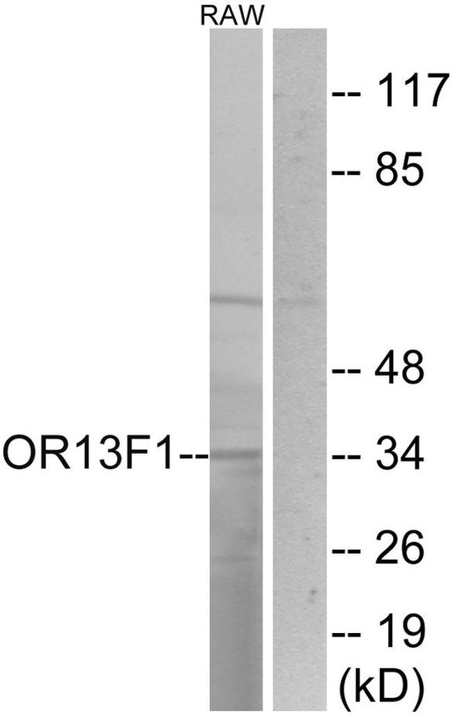 OR13F1 Antibody in Western Blot (WB)