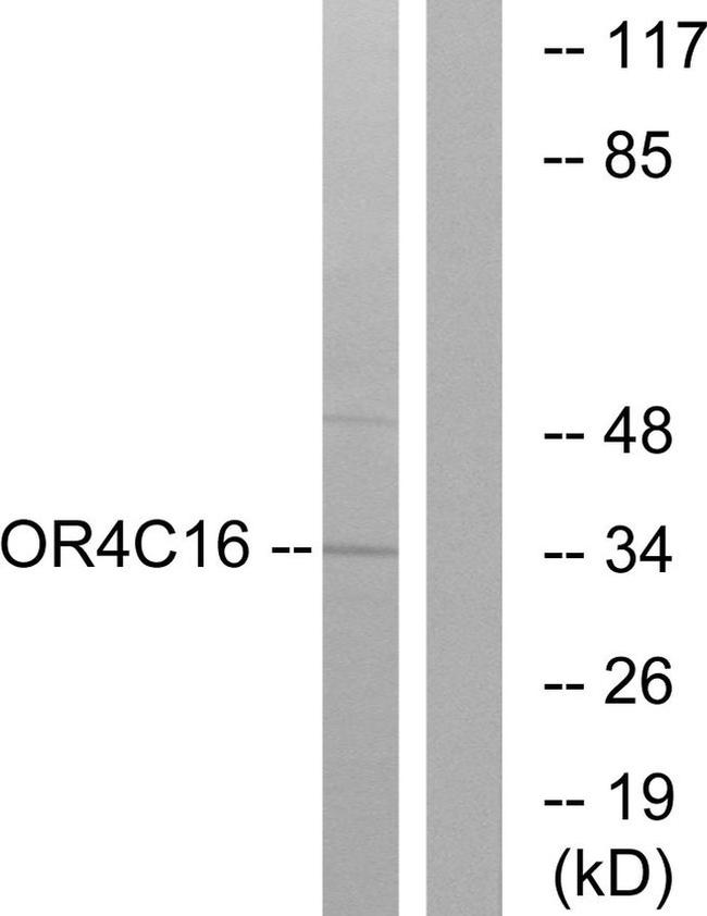 OR4C16 Antibody in Western Blot (WB)