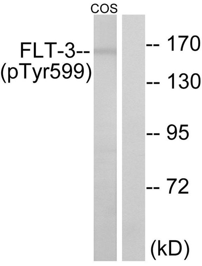 Phospho-FLT3 (Tyr599) Antibody in Western Blot (WB)