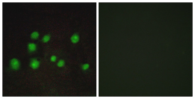 ELOA2 Antibody in Immunocytochemistry (ICC/IF)