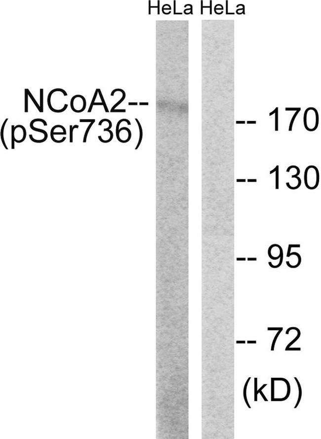 Phospho-SRC2 (Ser736) Antibody in Western Blot (WB)