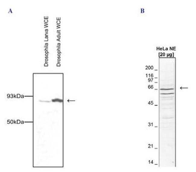 Cdc73 Antibody in Western Blot (WB)