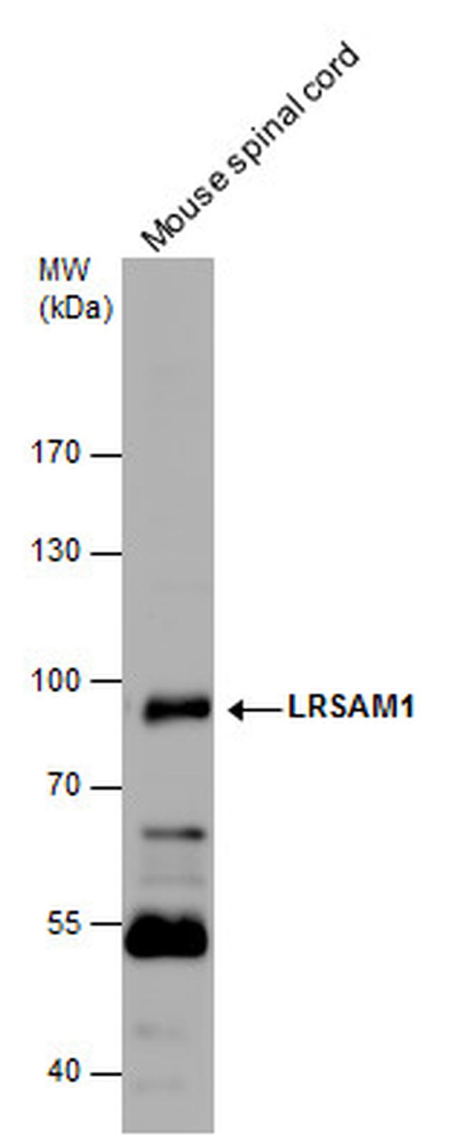 LRSAM1 Antibody in Western Blot (WB)