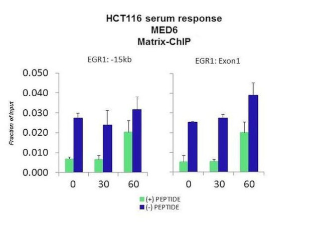 MED6 Antibody in ChIP Assay (CHIP)