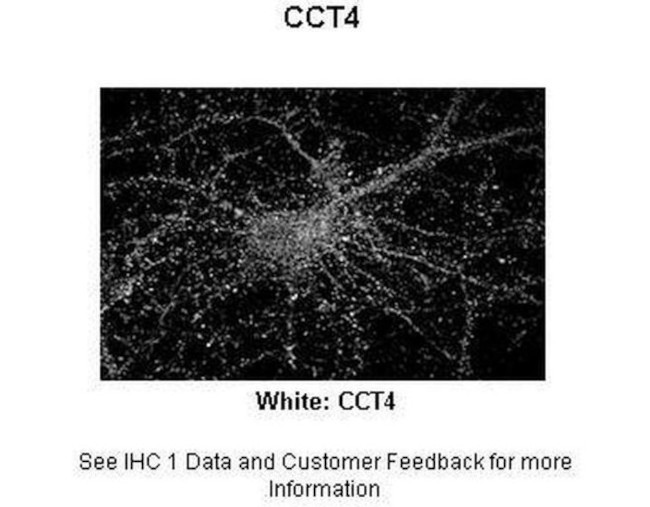 TCP-1 delta Antibody in Immunohistochemistry (Paraffin) (IHC (P))