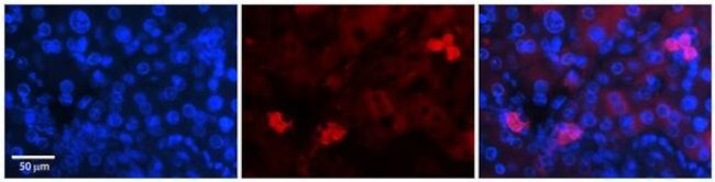 NRF1 Antibody in Immunohistochemistry (Paraffin) (IHC (P))