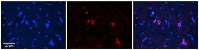 NRF1 Antibody in Immunohistochemistry (Paraffin) (IHC (P))