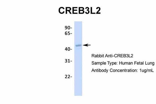 CREB3L2 Antibody in Western Blot (WB)