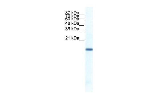 FERD3L Antibody in Western Blot (WB)