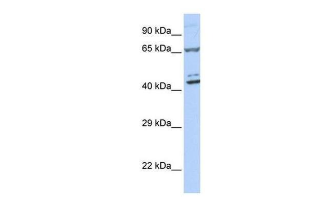 ZNF324 Antibody in Western Blot (WB)