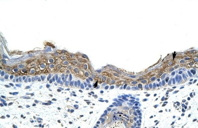 SRP19 Antibody in Immunohistochemistry (Paraffin) (IHC (P))