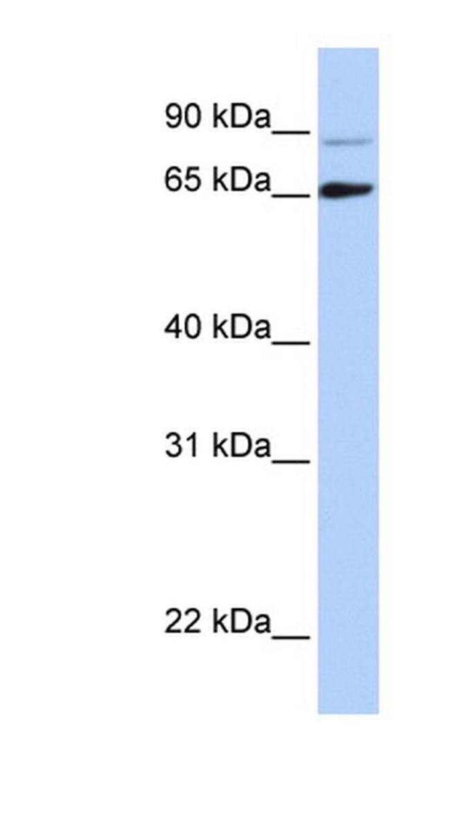 DGCR8 Antibody in Western Blot (WB)