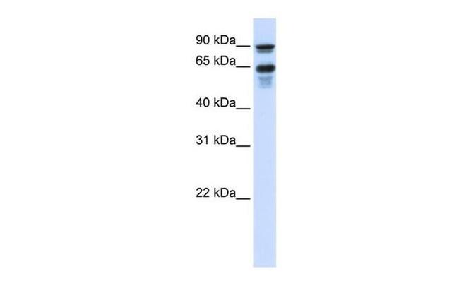 VGF Antibody in Western Blot (WB)