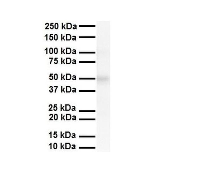 AIP2 Antibody in Western Blot (WB)