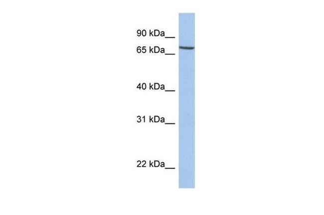 SLC20A1 Antibody in Western Blot (WB)