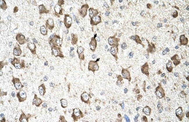 SLC26A8 Antibody in Immunohistochemistry (IHC)