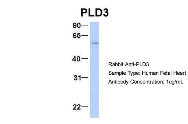 PLD3 Antibody in Western Blot (WB)