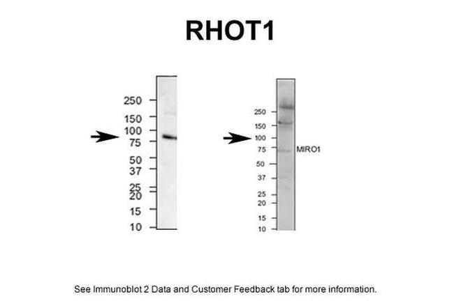 RHOT1 Antibody in Western Blot (WB)