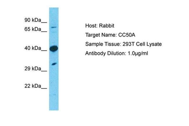 TMEM30A Antibody in Western Blot (WB)
