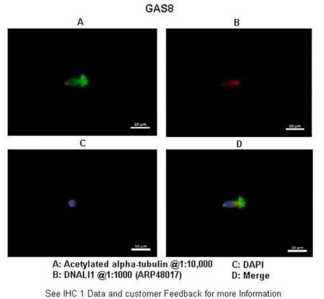 GAS8 Antibody in Immunocytochemistry (ICC/IF)