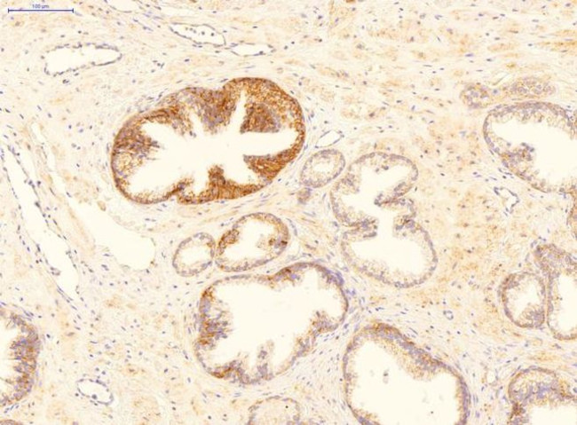 GADD45B Antibody in Immunohistochemistry (IHC)