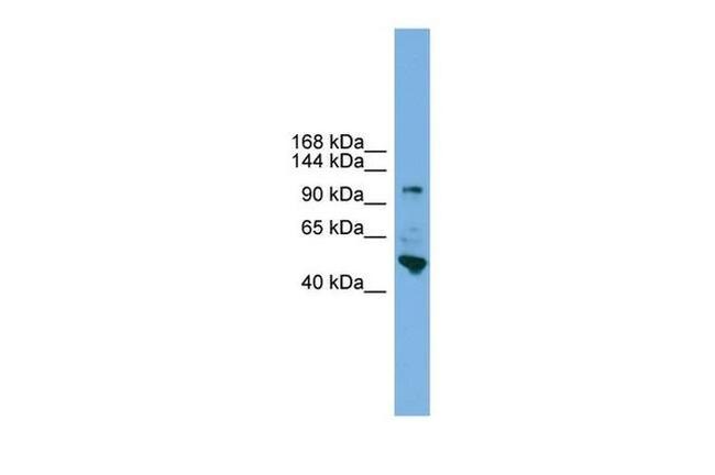 PCDH18 Antibody in Western Blot (WB)