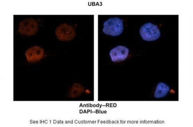 UBA3 Antibody in Immunohistochemistry (IHC)