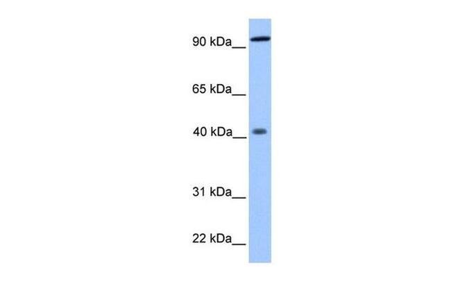 PYGO1 Antibody in Western Blot (WB)