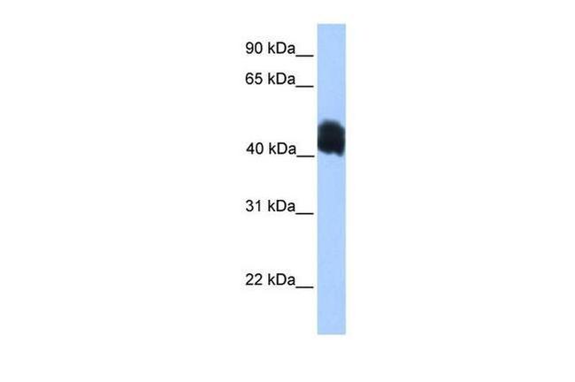 MDFIC Antibody in Western Blot (WB)