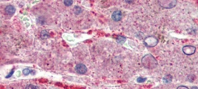 GPSM2 Antibody in Immunohistochemistry (Paraffin) (IHC (P))