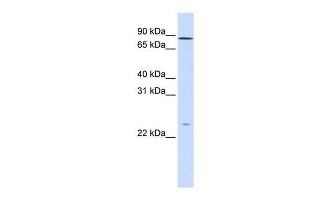 GPSM2 Antibody in Western Blot (WB)