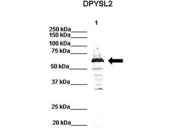 CRMP2 Antibody in Western Blot (WB)