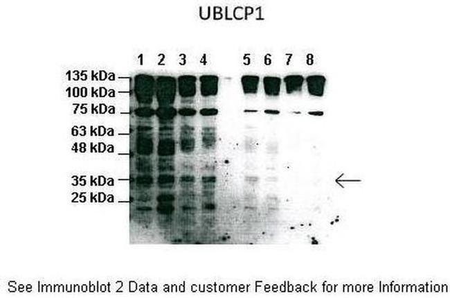 UBLCP1 Antibody in Western Blot (WB)