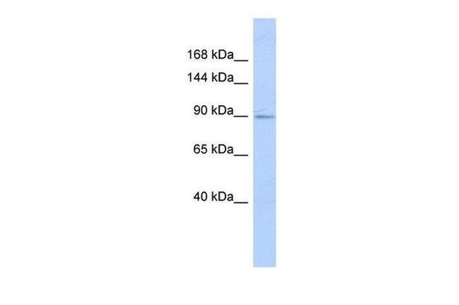 HSPA4L Antibody in Western Blot (WB)